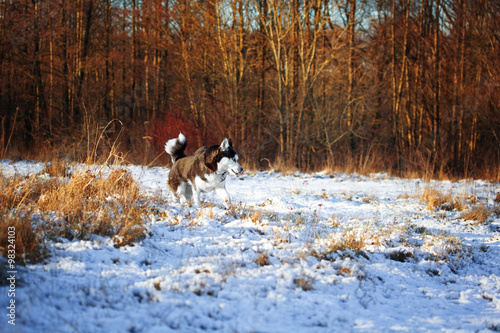 Fototapeta Naklejka Na Ścianę i Meble -  Siberian husky for a walk in the forest