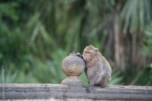Canvas Print Monkey sitting on the wall , monkey thailand