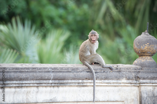 Canvas Print Eye contact monkey sitting on the wall , monkey thailand
