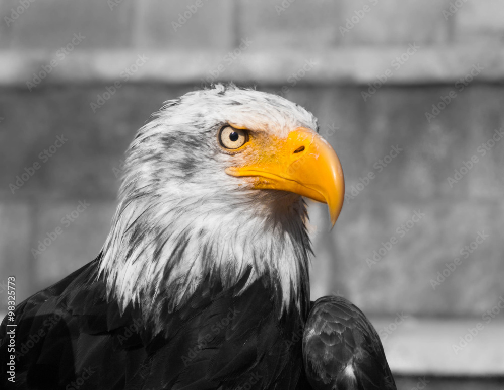 Bald eagle, yellow beak, black and white background Bald eagle, yellow beak, black and white background