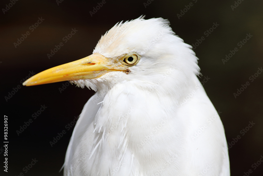 Obraz premium Egret Bird