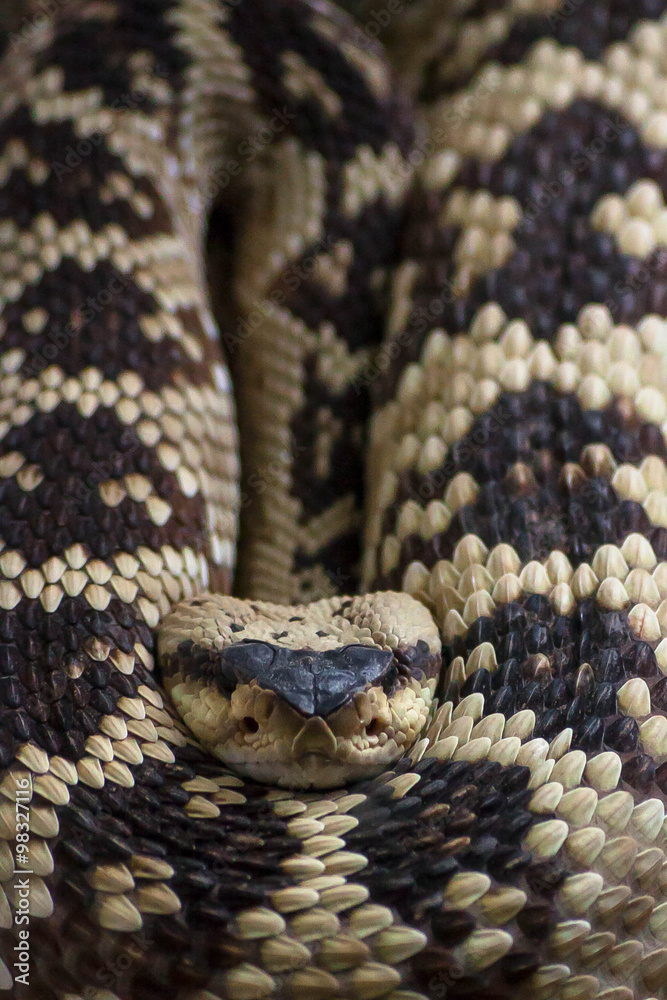 Rattlesnake, Crotalus molossus Rattlesnake, Crotalus molossus