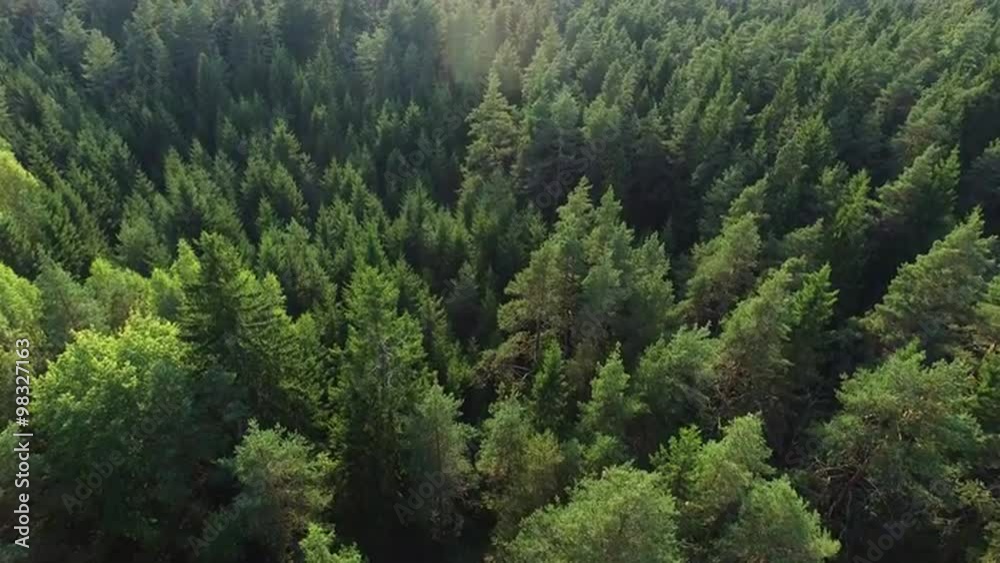 Aerial drone shot over the north european forest.