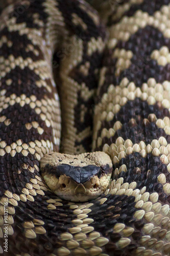 Rattlesnake, Crotalus molossus