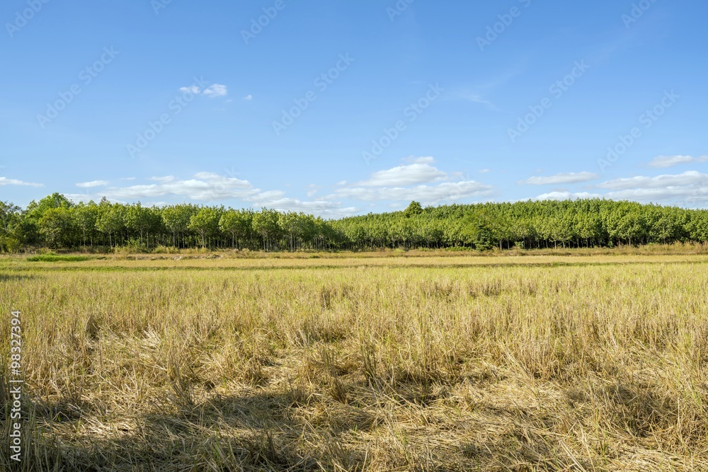 Beautiful blue sky background of dry rice paddy field after havest 
and rubber plantation in the afternoon sunlight at thailand countryside