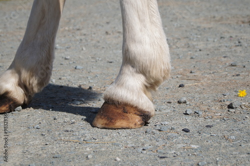 horse's leg and hoof photo