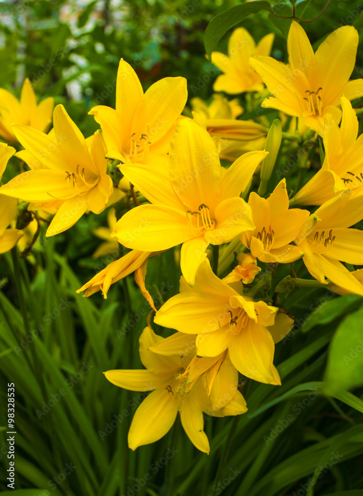 yellow lily yellow lily