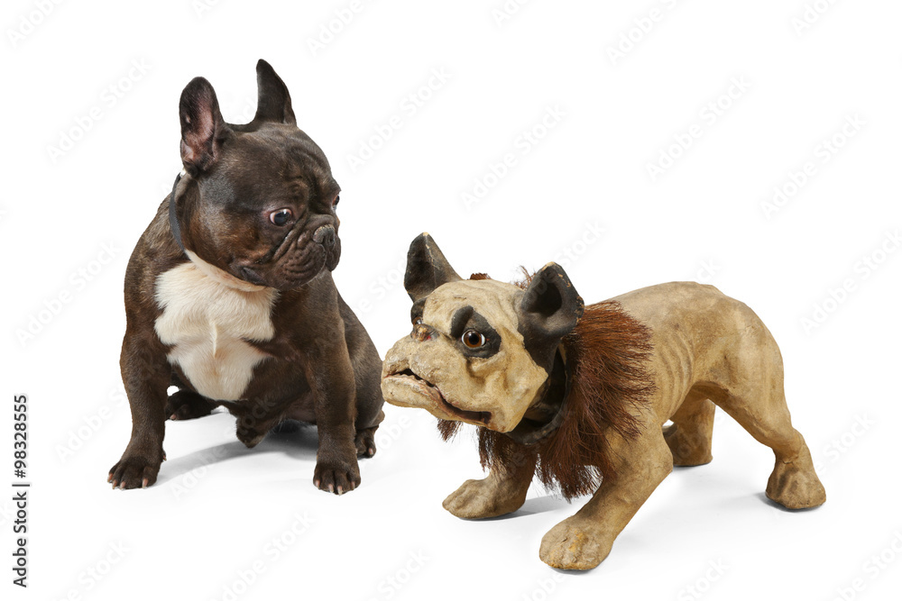 Fototapeta premium Young French bull dog with old model of his breed