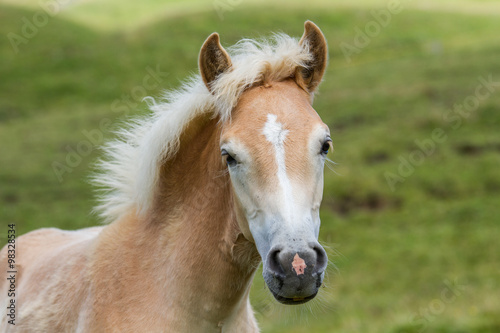 haflinger foal