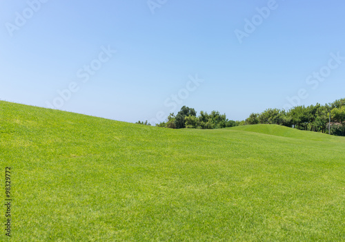 Perfect grass meadow
