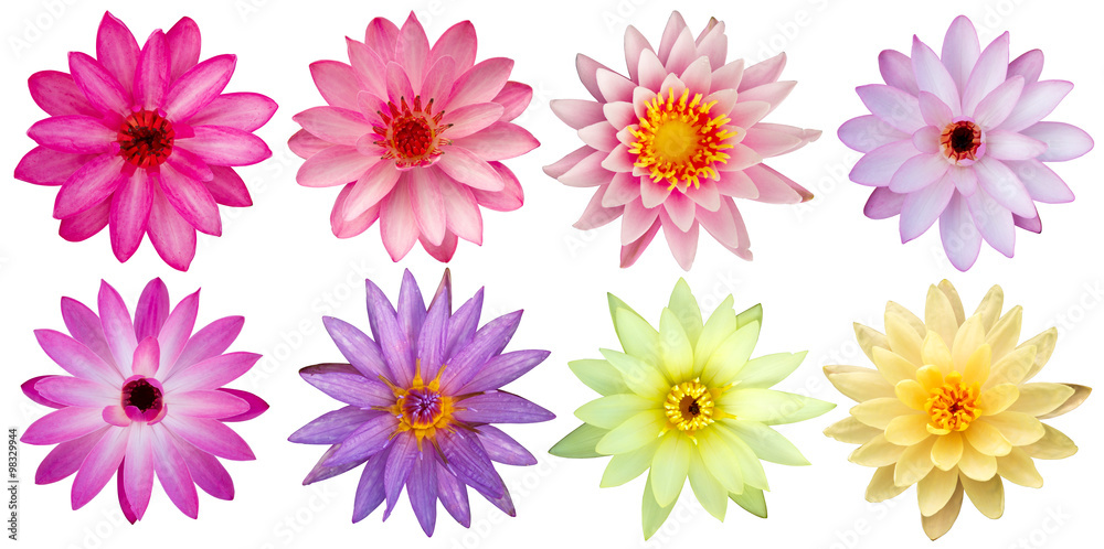 Beautiful lotus flowers top view isolated Beautiful lotus flowers top view isolated