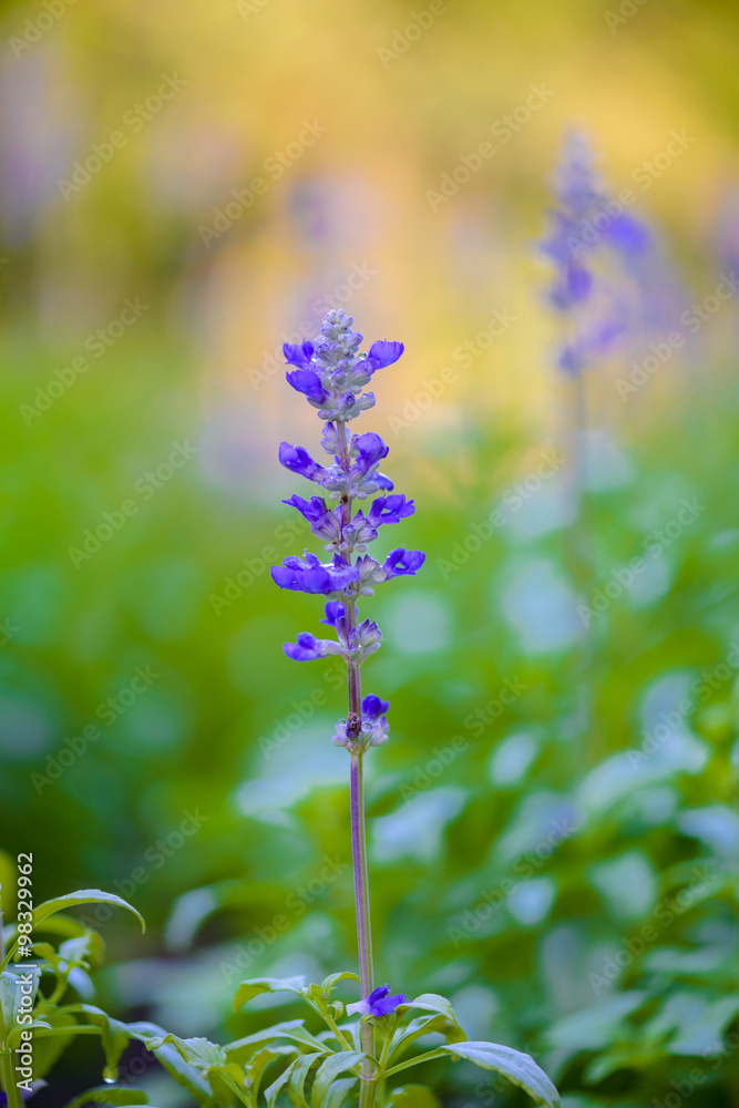 Obraz premium Blue salvia purple flowers