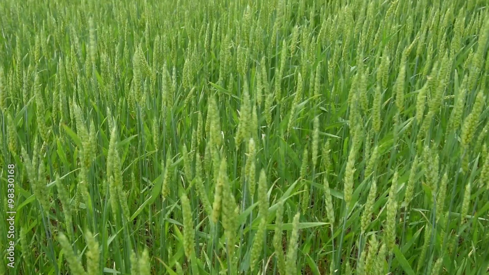 Green Wheat field moved by the wind Green Wheat field moved by the wind