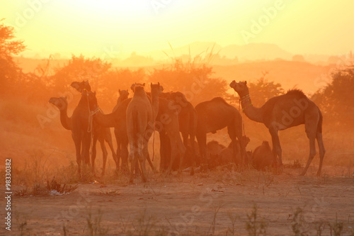 Inde   Pushkar Camel Fair  Foire aux chameaux 