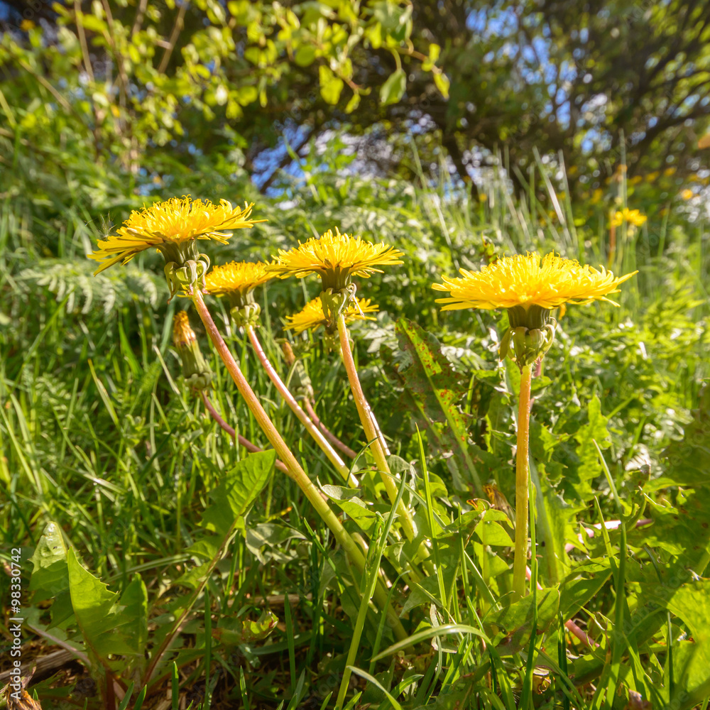 Fototapeta premium meadow