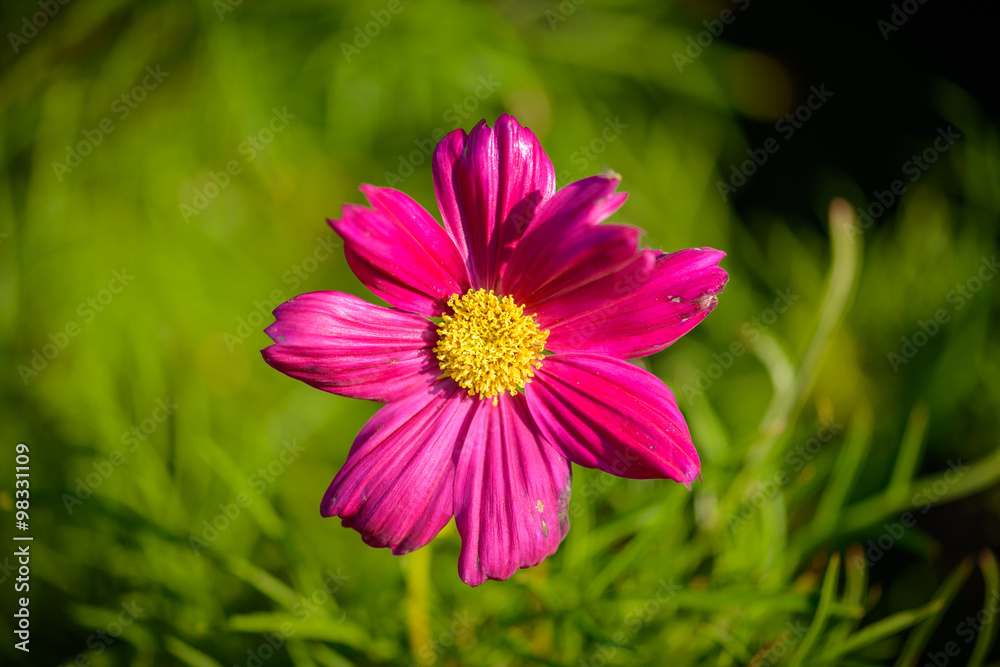 Obraz premium sulfur Cosmos Flower