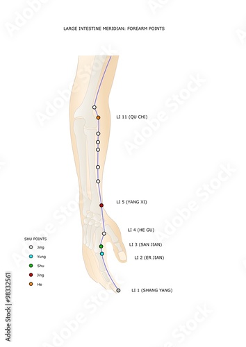 meridiano dell'intestino crasso: principali punti dell'avambraccio, con i punti shu o punti antichi