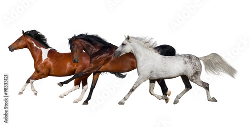 Horse herd isolated on white background