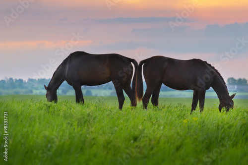 Horse herd on pasture at sunrize