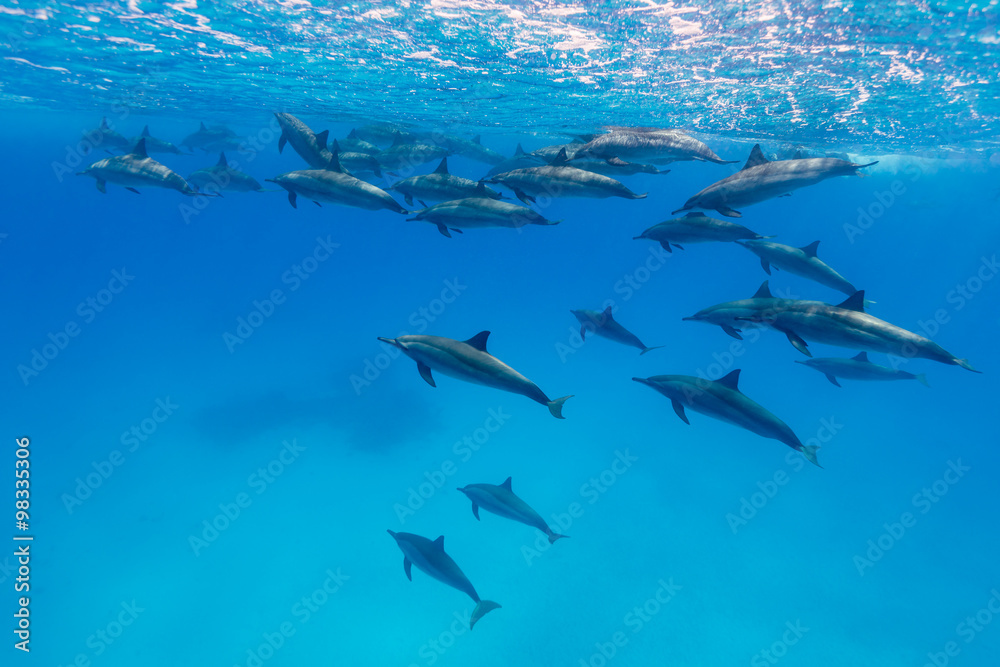 Obraz premium Spinner Dolphins