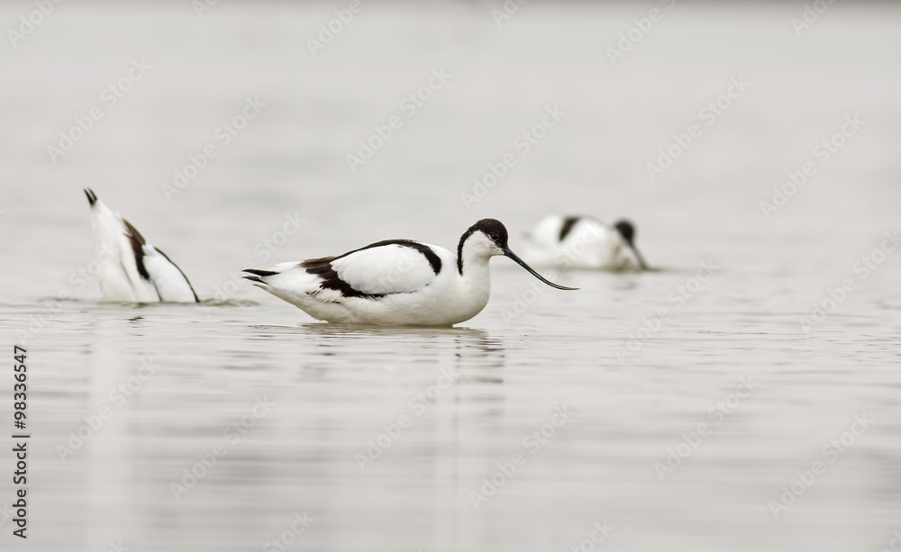 Fototapeta premium Pied avocet