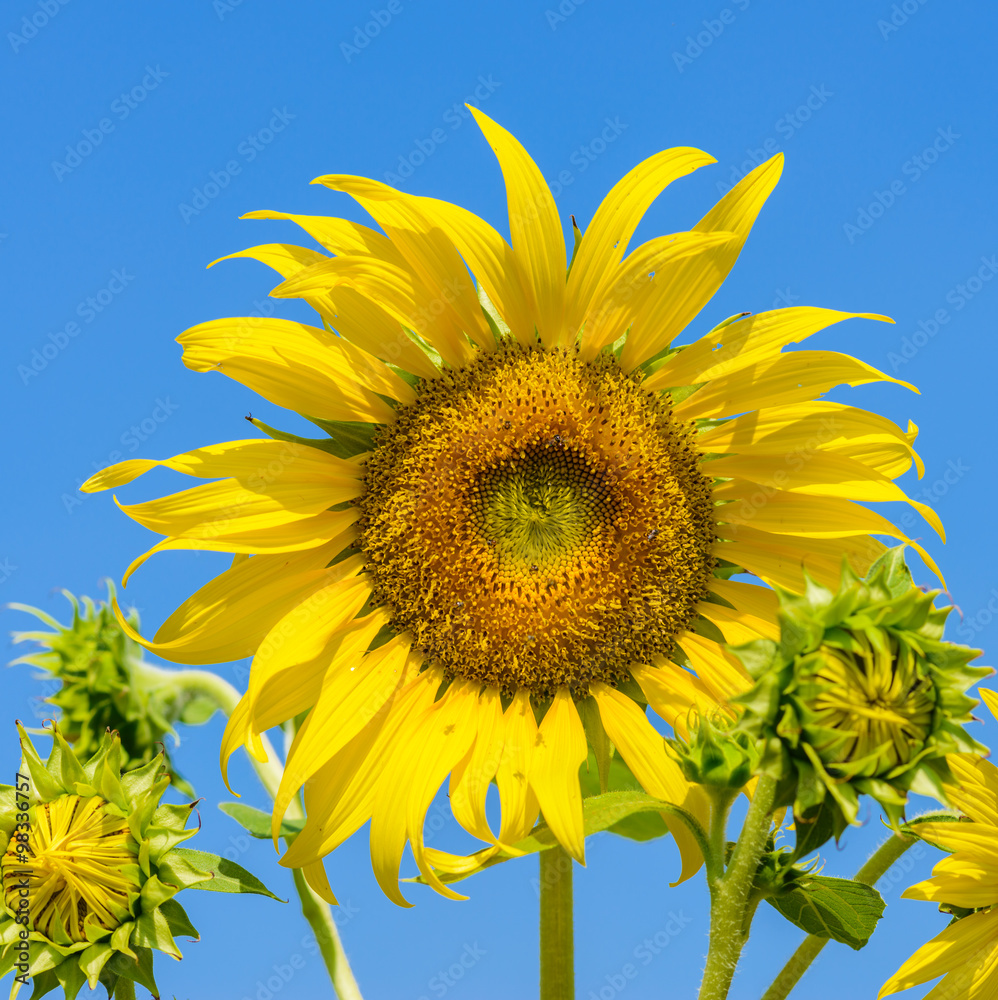 sunflower field over cloudy blue sky sunflower field over cloudy blue sky