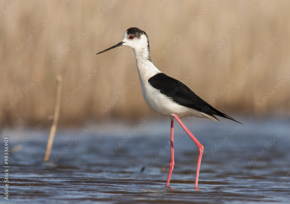 Fototapeta premium Black-winged Stilt