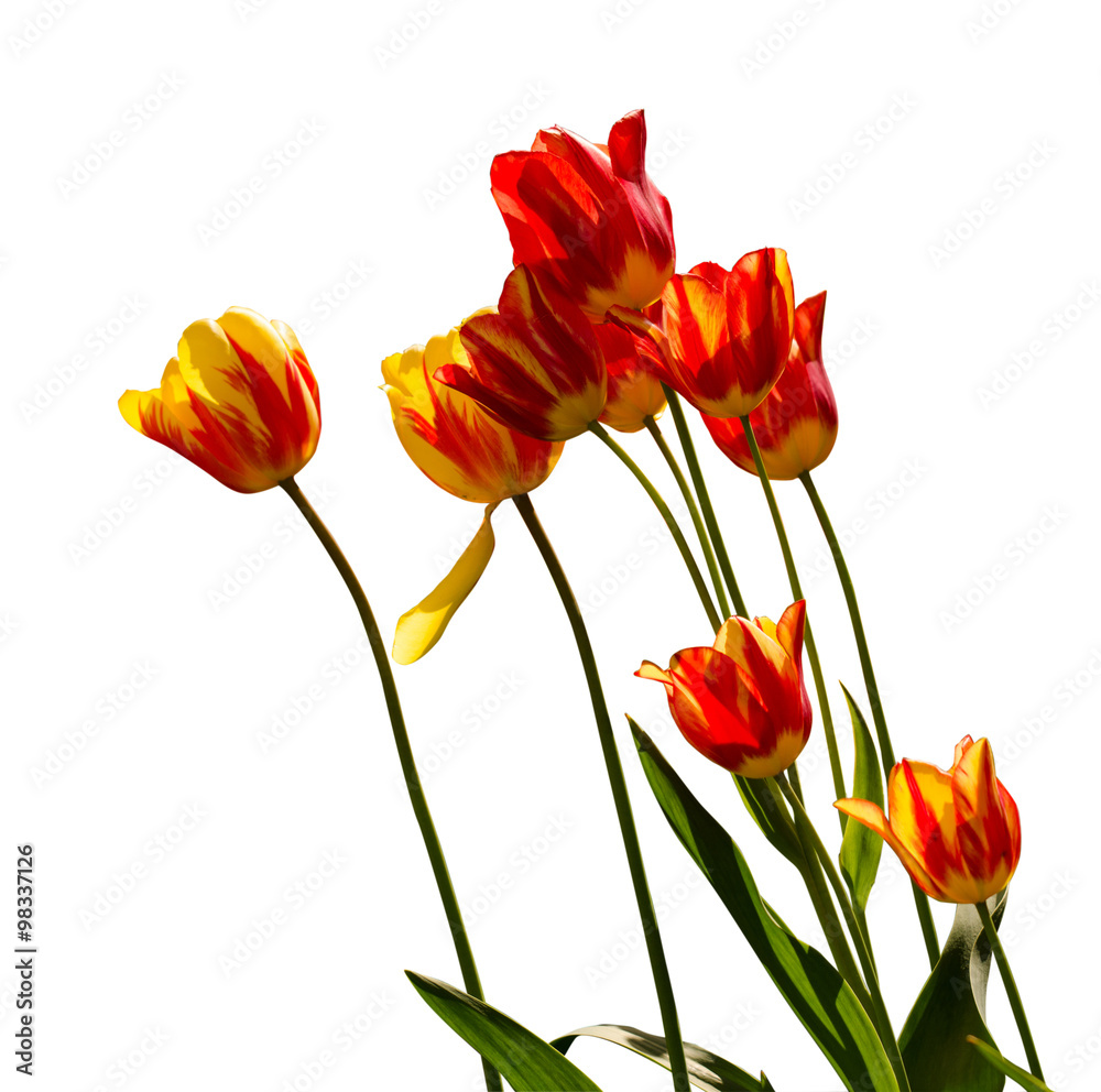Red, yellow and orange tulips Red, yellow and orange tulips