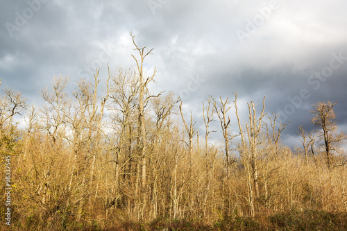 defoliated and leafless trees ,view from below,