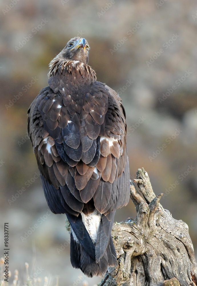 Fototapeta premium aguila real vigilando