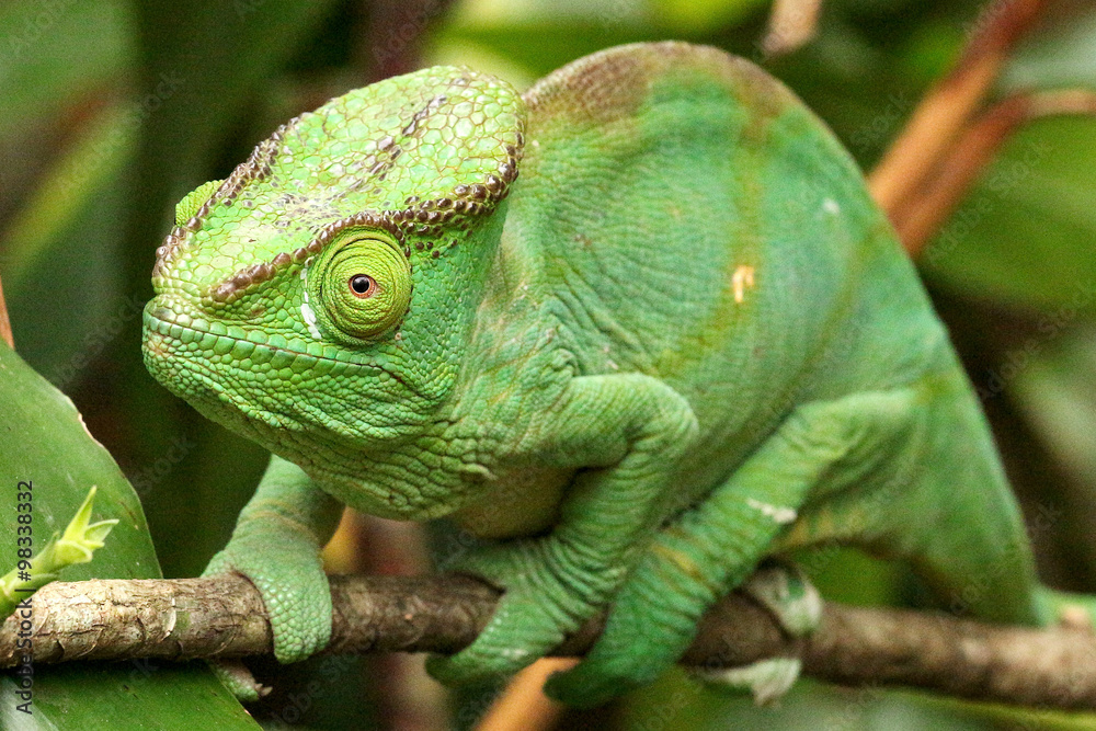 Obraz premium Kameleon na Madagaskarze