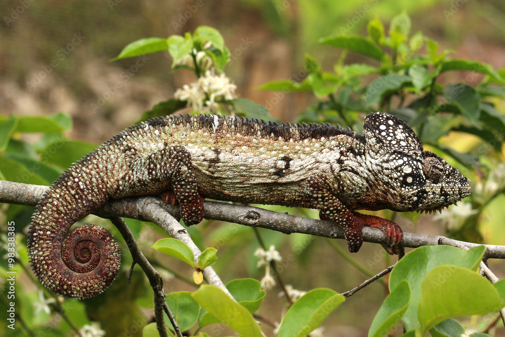 Obraz premium Camaleão em Madagascar