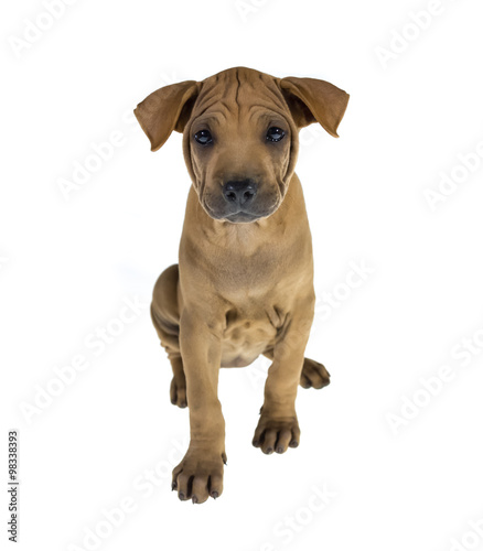 Dog portrait on white background © ashophoto