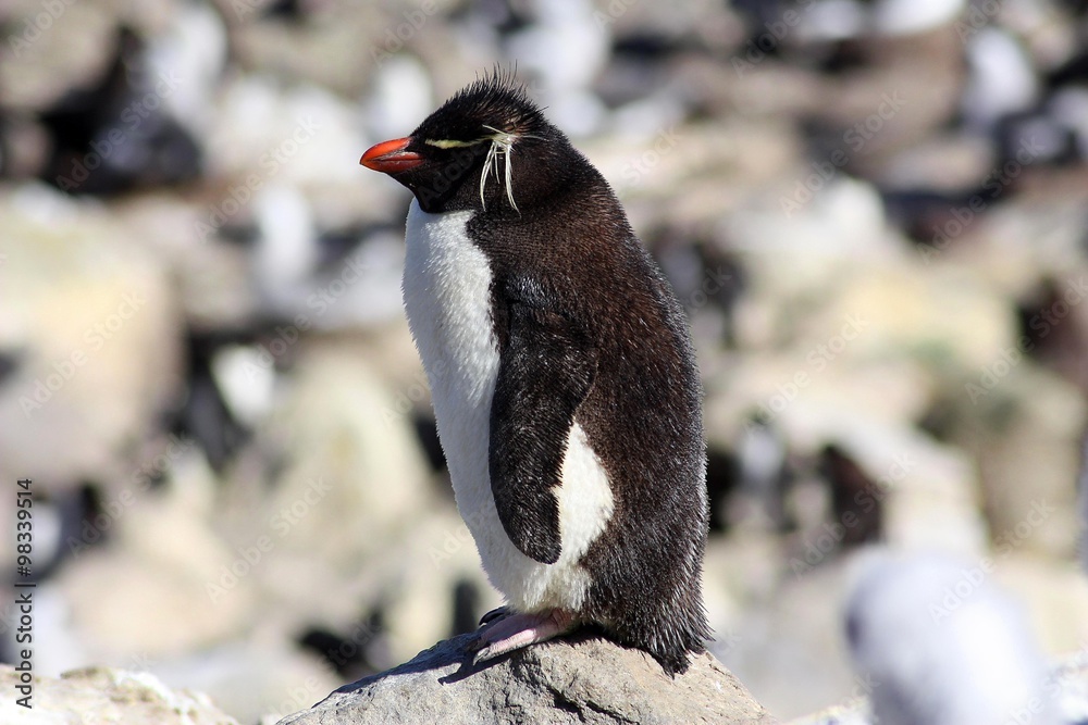 Naklejka premium Felsenpinguin- Rockhopper Penguin