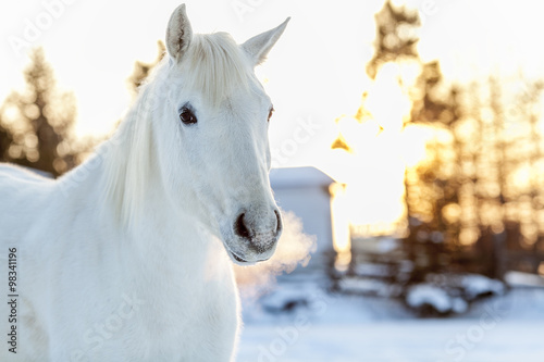 white horse in winter season