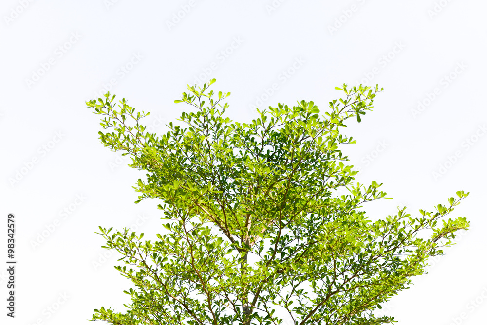Obraz premium Beautiful trees on white background