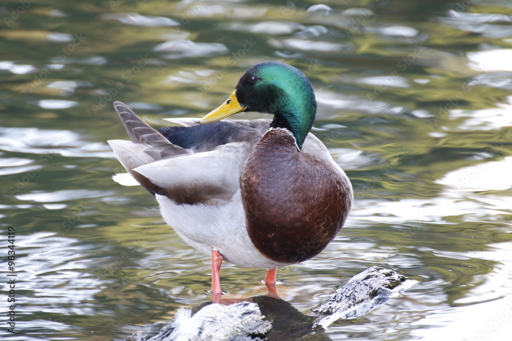 Animals: Anas platyrhynchos Mallard duck Animals: Anas platyrhynchos Mallard duck