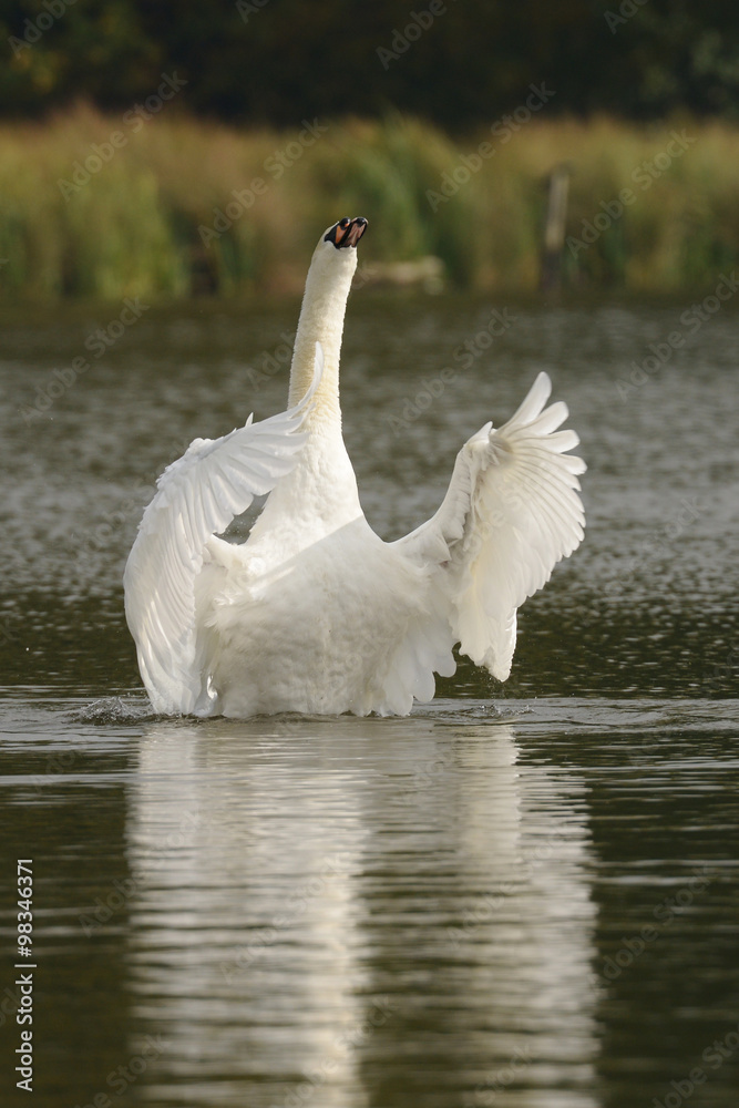 Fototapeta premium Mute Swan, cygnus olor