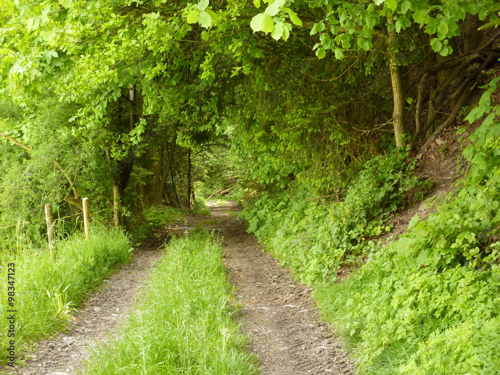 Waldweg Waldweg