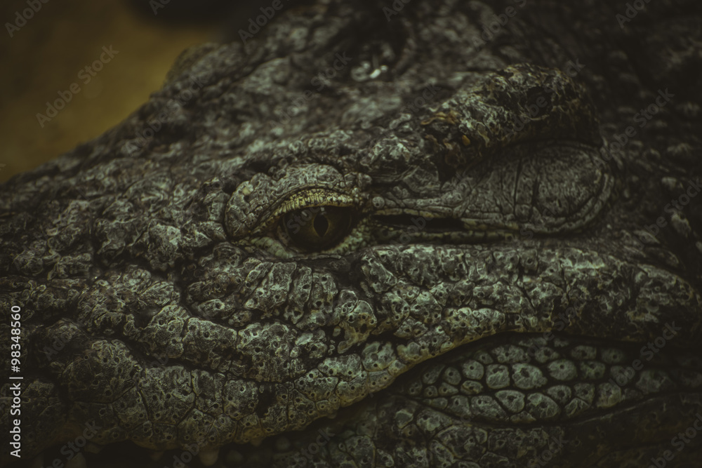 Fototapeta premium brown alligator resting on the sand beside a river