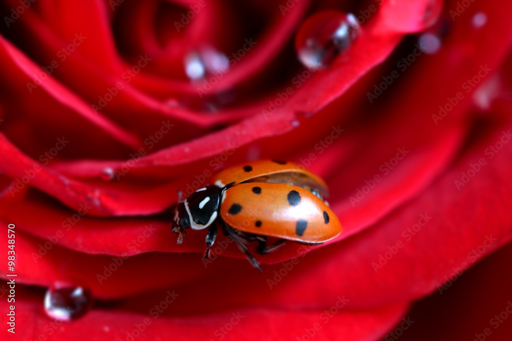 Naklejka premium A ladybug on a petal of a rose