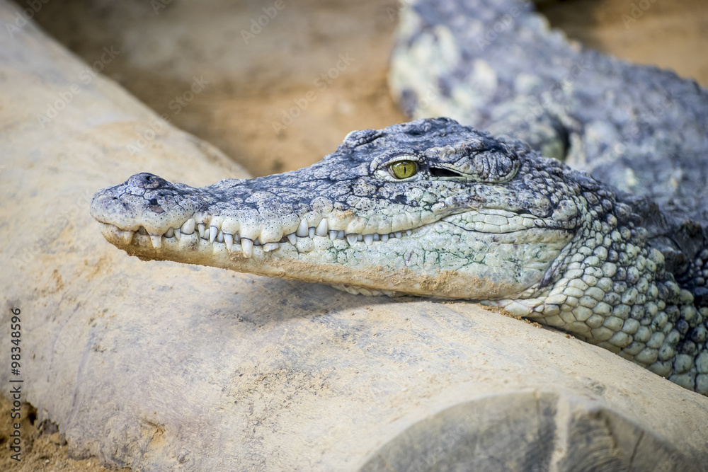 Fototapeta premium reptile, brown alligator resting on the sand beside a river