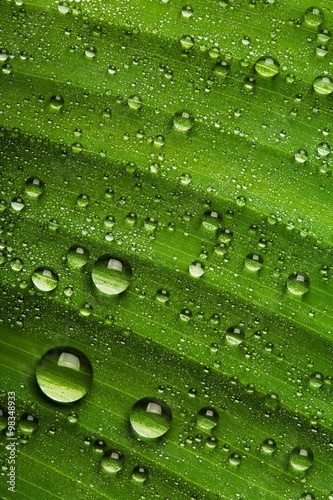 A background of water drops on a green leaf.