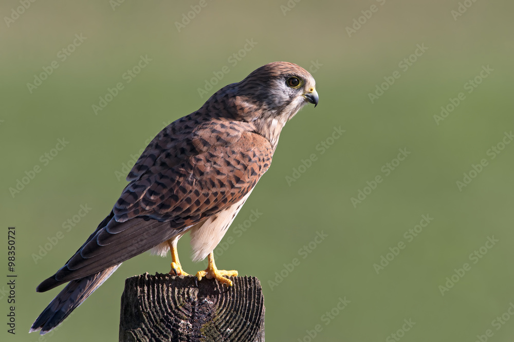 Kestrel (Falco Tinnunculus)/Kestrel perched on old telegraph pole