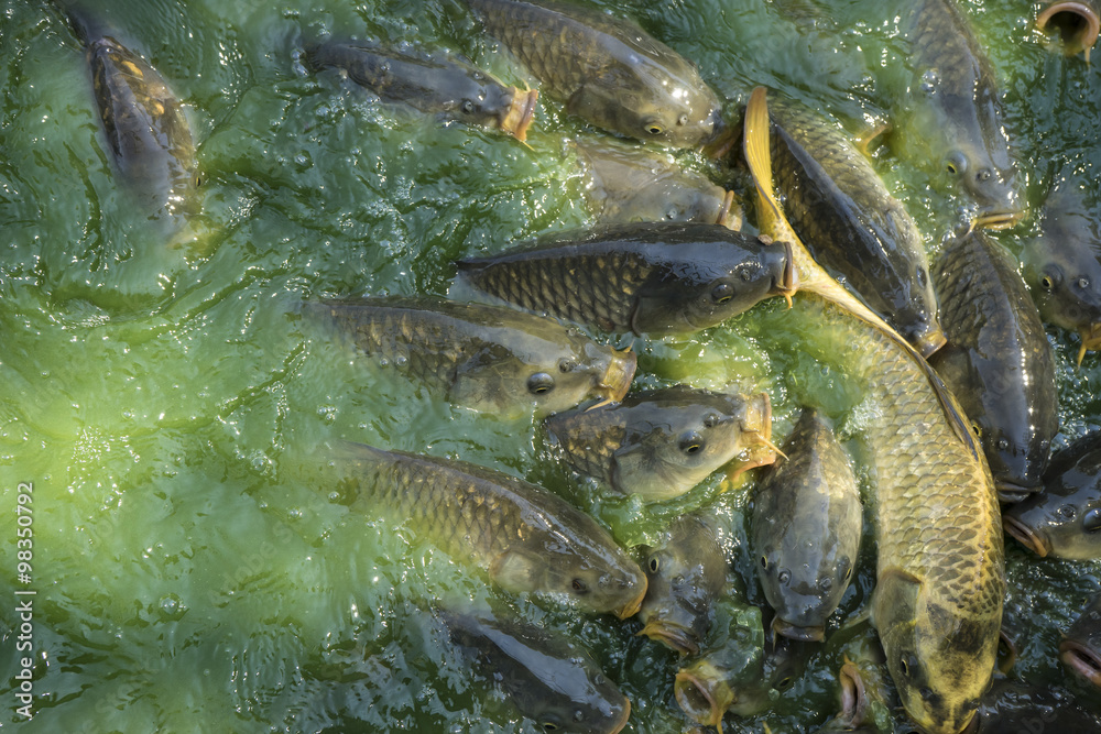 Fototapeta premium pond, green river shoal water, common carp