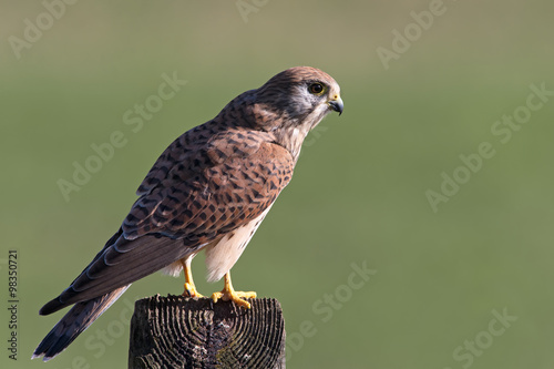 Kestrel (Falco Tinnunculus)/Kestrel perched on old telegraph pole