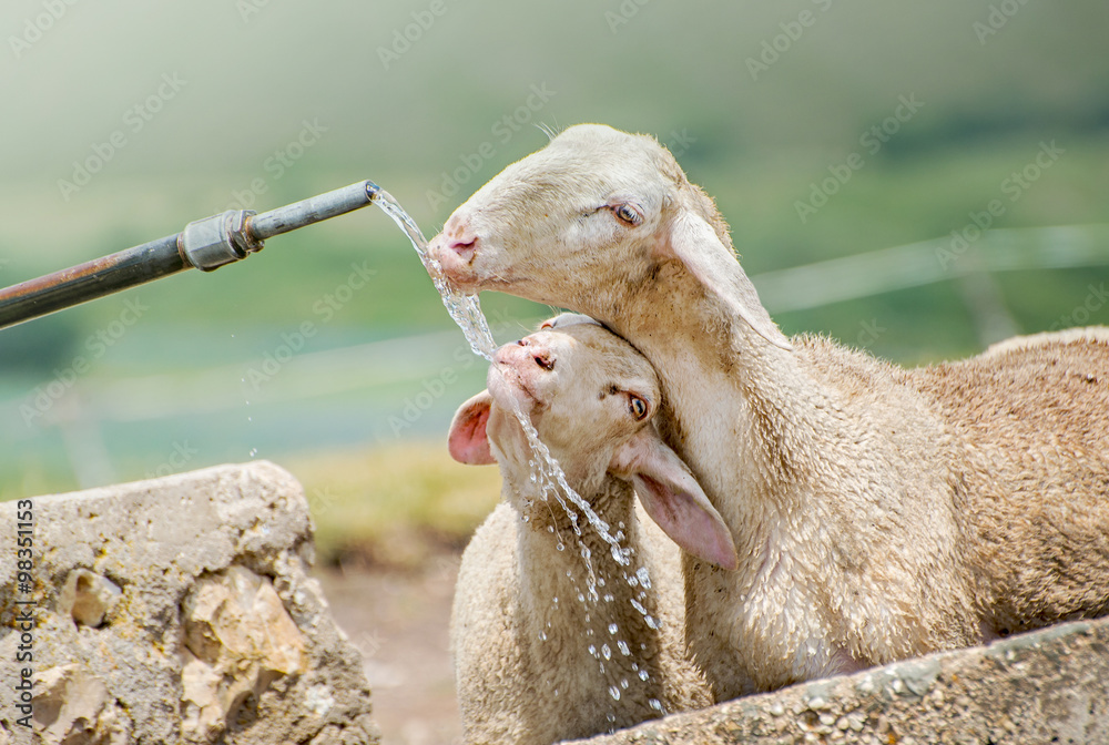 Fototapeta premium Pecore al fontanile