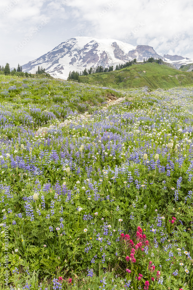 Mt. Ranier Golden Gate Trail Mt. Ranier Golden Gate Trail