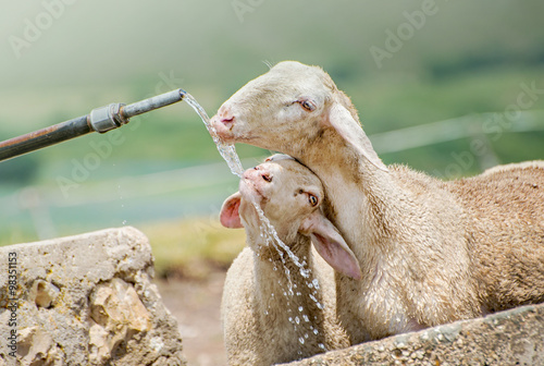Pecore al fontanile photo