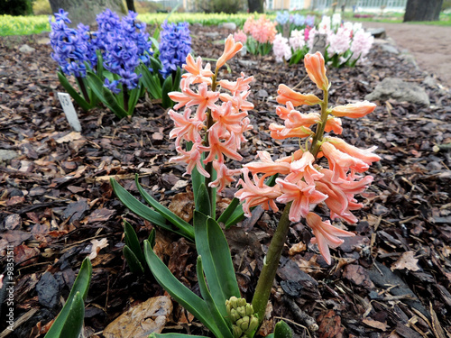 Foto Blooming Hyacinth east (Hyacinthus orientalis), Hyacinth
